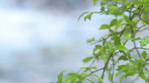 Mountain Creek &amp; Tree Leaves Rack Focus - HD 720 Stock Footage 4886416