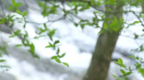 Mountain Creek &amp; Trees Rack Focus - HD 1080 Stock Footage 4587270