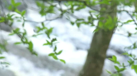 Mountain Creek &amp; Trees Rack Focus - HD 720 Stock Footage 4886375