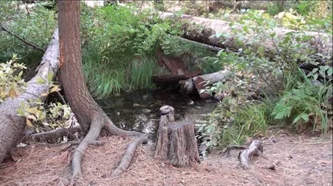 Mountain Creek,Tree stumps and Logs in Woods Stock Footage 12371400