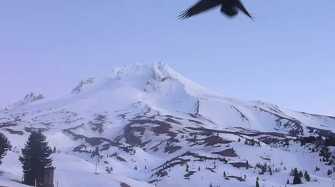 Mountain Crows Flying Stock Footage 46409833