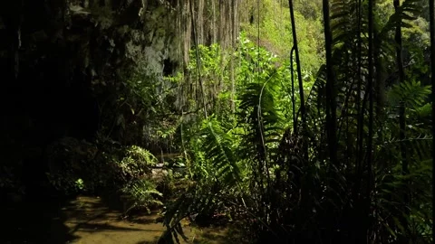 Mountain crystal lake with wild fern on the foreground and rock, flip shop. Stock Footage 201960053