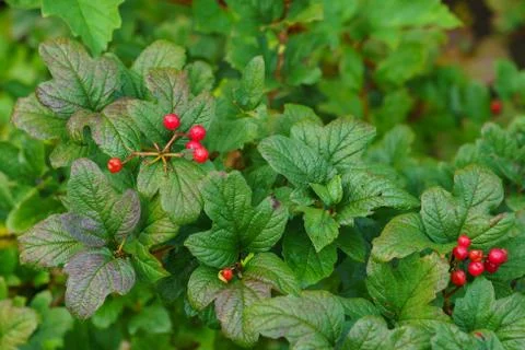 Mountain currant or alpine currant (ribes alpinum) - leaves and fruits. Stock Photos