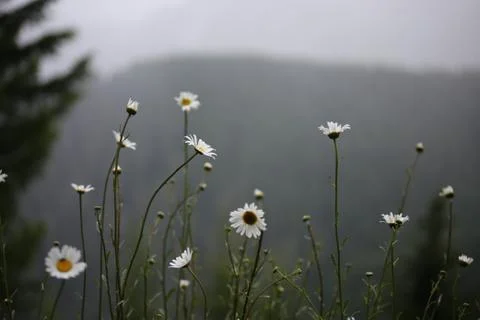 Mountain Daisies Stock Photos