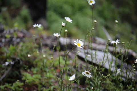 Mountain Daisies Stock Photos