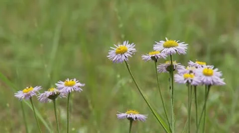 Mountain Daisy Stock Footage 11424172