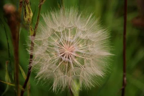 Mountain Dandelion Stock Photos