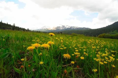 Mountain dandelions Stock-Fotos