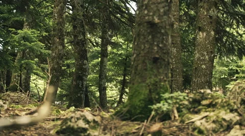 Mountain deep virgin forest fir trees slider motion Stock Footage 50389295