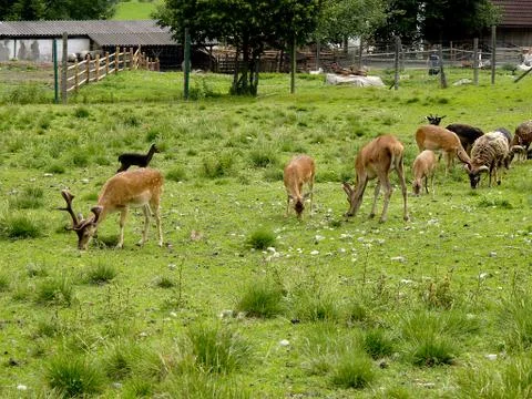 Mountain deer in the Alps Stock Photos