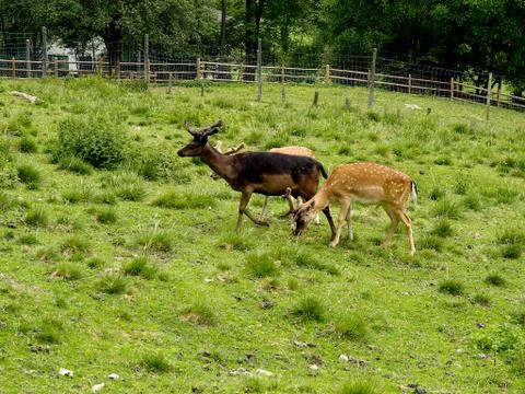 Mountain deer in the Alps Stock Photos