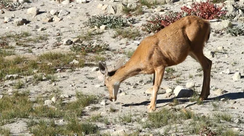 Mountain Deer Feeding Stock-Footage 33787400