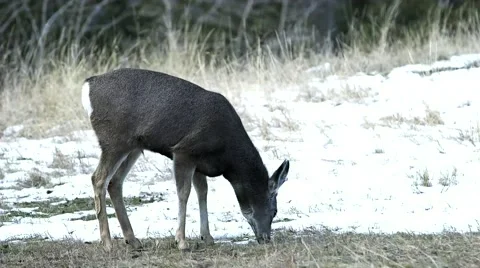 Mountain Deer Stockbeeldmateriaal 46262214