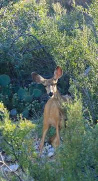 Mountain deer Stock Photos