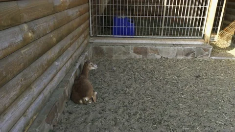 Mountain deer in the reserve Video stock 138113160