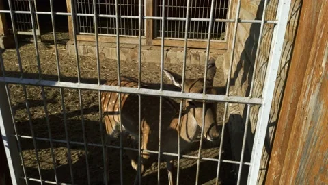 Mountain deer in the reserve Stock Footage 138113764