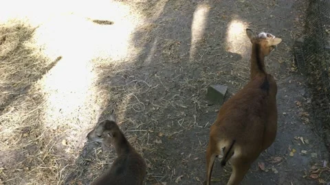 Mountain deer in the reserve Stock Footage 138114464