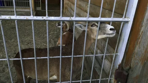 Mountain deer in the reserve Stock Footage 138114505