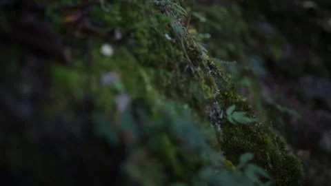 Mountain Details in Full View 動画素材 243025958