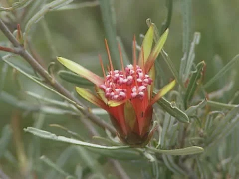 Mountain Devil, Lambertia Formosa Stock Footage 22106819