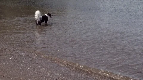 Mountain Dog At The Beach In The Water  Stock Footage 76603686