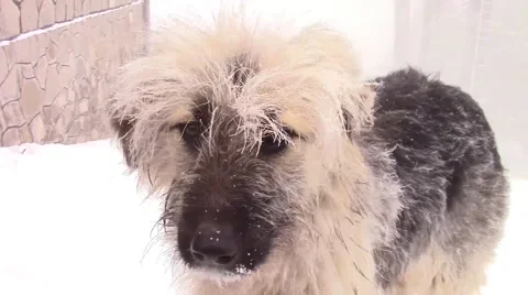 Mountain Dog Stock-Footage 46840193