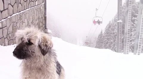Mountain dog freezing Stock-Footage 46840191
