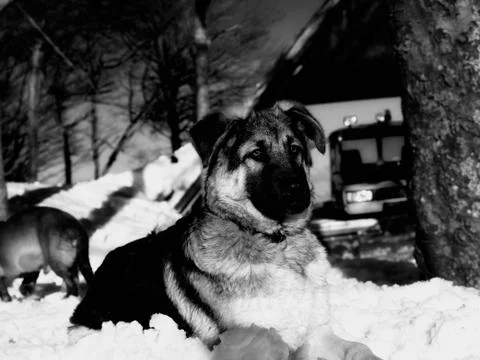 Mountain dog Stock Photos