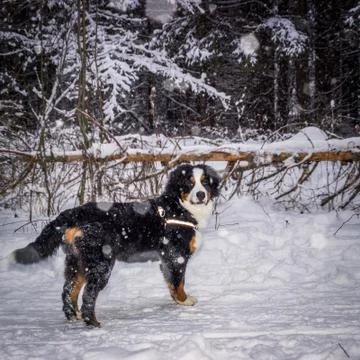 Mountain dog Stock Photos