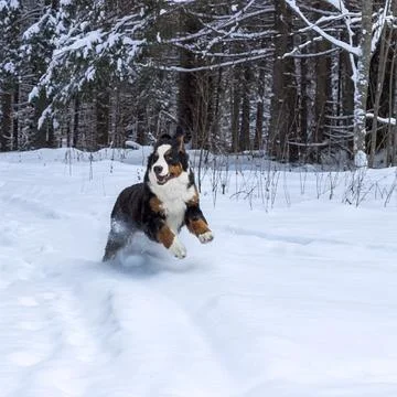 Mountain dog Stock Photos