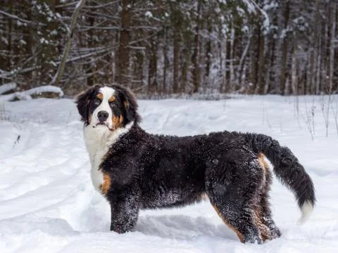 Mountain dog Stock Photos
