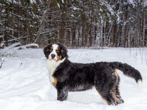 Mountain dog Stock Photos