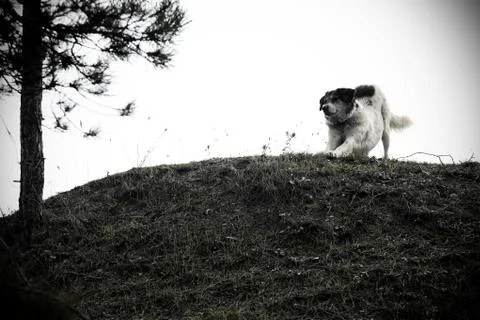 Mountain dog Stock Photos