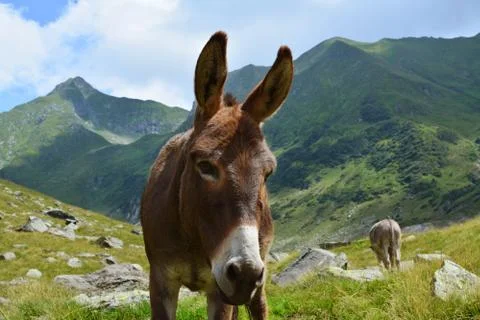 Mountain Donkey Stock Photos