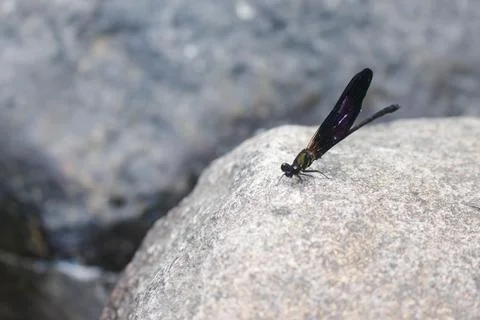 Mountain Dragonfly 1 Stock Photos