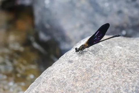 Mountain Dragonfly 2 Stock Photos