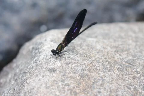 Mountain Dragonfly 3 Stock Photos