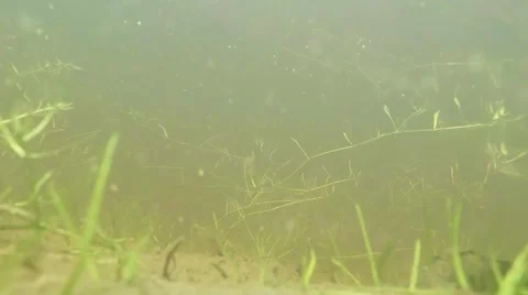 Mountain dragonfly pond underwater view Stock Footage 40551092