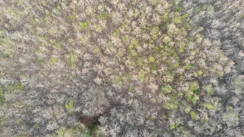 Mountain dry forest with many varieties color of trees leaf nature landscape Stock Footage 124342168
