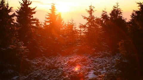 Mountain dwarf pine covered in snow filmed during a beautiful sunset 스톡 동영상 99230624