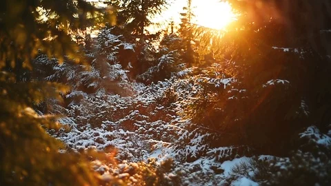 Mountain dwarf pine covered in snow filmed during a beautiful sunset 스톡 동영상 99230635