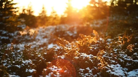Mountain dwarf pine covered in snow filmed during a beautiful sunset 스톡 동영상 99230678