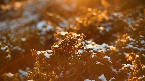 Mountain dwarf pine covered in snow filmed during a beautiful sunset 스톡 동영상 99230681