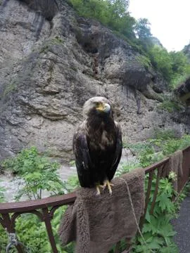 Mountain eagle against the background of the river Stock Photos