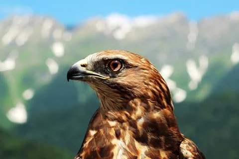 Mountain eagle in the Caucasus in the wild 스톡 사진
