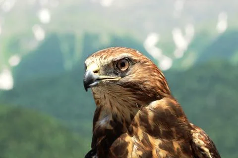 Mountain eagle in the Caucasus in the wild Foto stock