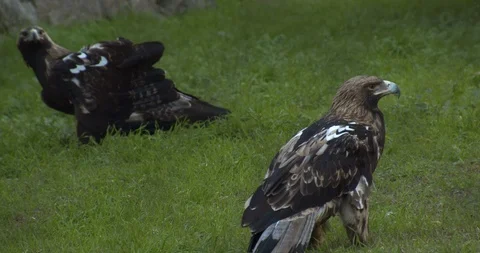 Mountain Eagle 動画素材 122563346