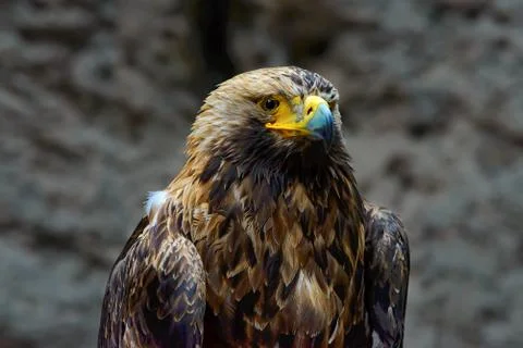 Mountain eagle Golden eagle sits on the background of a rock Stock Photos
