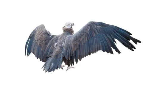 Mountain eagle Stock Photos