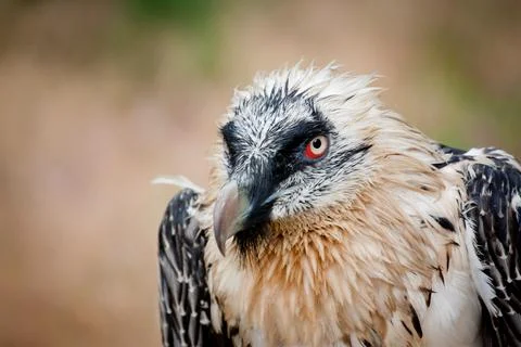 Mountain Eagle Stock Photos